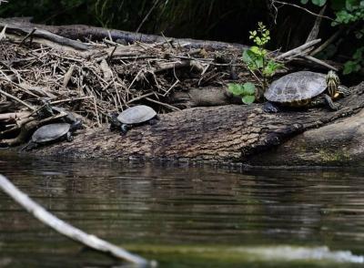 ROPOTAMO NATURE RESERVE – go back to nature 5